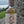 St Columba Aged Botanical Rum 5cl
