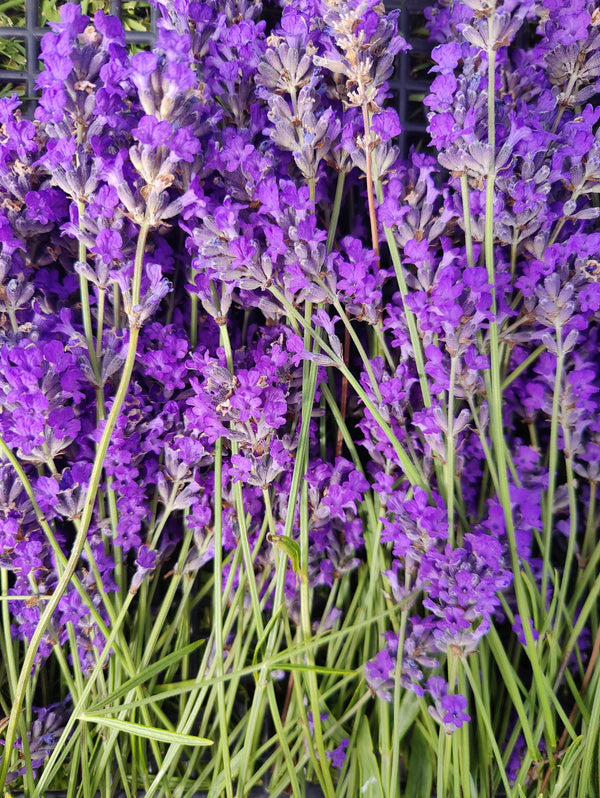 Lavender Hand cream, 100mls