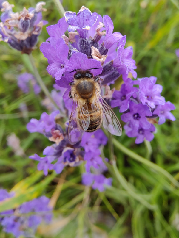 Lavender Hand cream, 100mls
